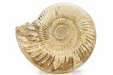 Jurassic Ammonite (Kranosphinctes) - Madagascar #241644-1